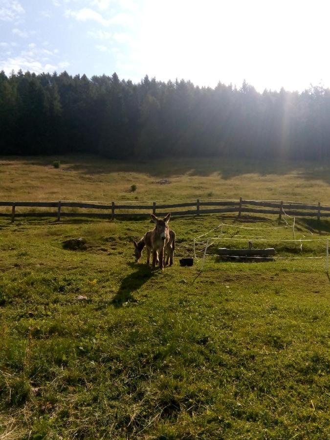 B&B Pra' Dei Cervi Telve Esterno foto