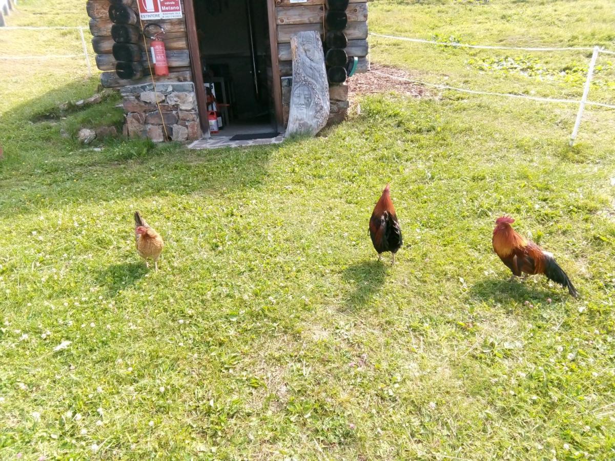 B&B Pra' Dei Cervi Telve Esterno foto