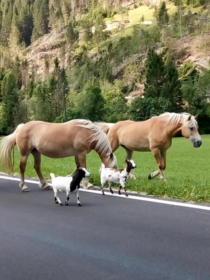 B&B Pra' Dei Cervi Telve Esterno foto